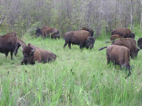 Photo of Bison bison by Peter Klinkenberg